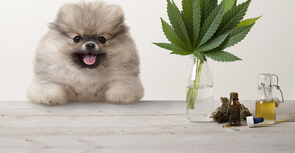 CBD Dog Treats